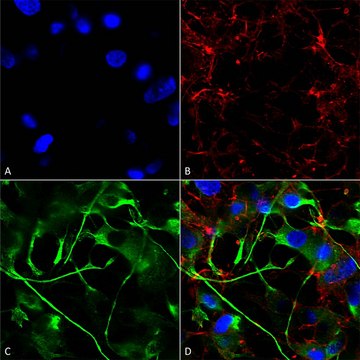 Monoclonal Anti-Vglut2 - Atto 488 antibody produced in mouse clone S29-29, purified immunoglobulin