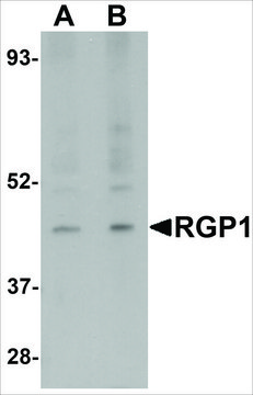 Anti-RGP1 antibody produced in rabbit affinity isolated antibody, buffered aqueous solution