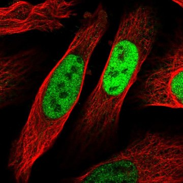 Anti-EGR1 antibody produced in rabbit Prestige Antibodies&#174; Powered by Atlas Antibodies, affinity isolated antibody