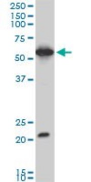 Monoclonal Anti-EBF3 antibody produced in mouse clone 1G3, purified immunoglobulin, buffered aqueous solution