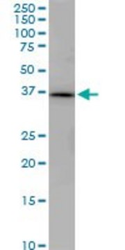 Monoclonal Anti-PNMA1 antibody produced in mouse clone 1C3, purified immunoglobulin, buffered aqueous solution