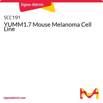 YUMM1.7 Mouse Melanoma Cell Line