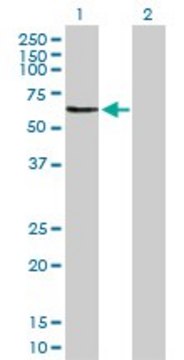 Anti-OMD antibody produced in rabbit purified immunoglobulin, buffered aqueous solution