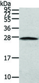 Anti-PGRMC2 affinity isolated antibody