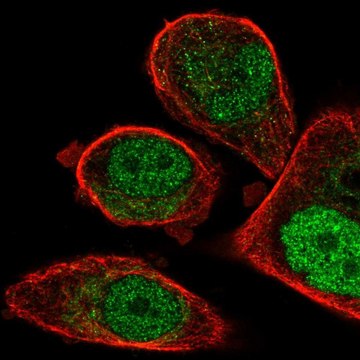 Anti-FCHO1 antibody produced in rabbit Prestige Antibodies&#174; Powered by Atlas Antibodies, affinity isolated antibody