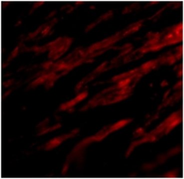 Anti-PDL-1 Antibody from rabbit, purified by affinity chromatography