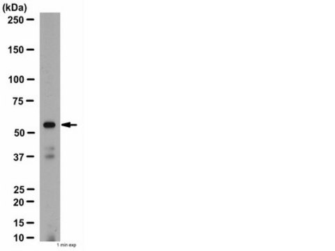 抗烟碱型乙酰胆碱受体&#945;4抗体 from rabbit, purified by affinity chromatography