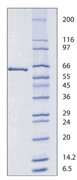 荧光素酶 来源于北美萤火虫 （萤火虫） BioUltra, &#8805;98% (SDS-PAGE), lyophilized powder, 15-30×106&#160;light units/mg protein