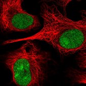 Anti-NRG2 antibody produced in rabbit Prestige Antibodies® Powered by Atlas Antibodies, affinity isolated antibody
