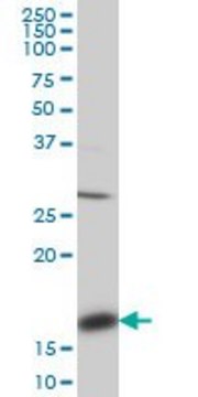 Monoclonal Anti-ACP1 antibody produced in mouse clone 4B10, purified immunoglobulin, buffered aqueous solution