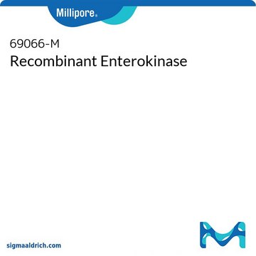 Recombinant Enterokinase