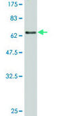 Monoclonal Anti-TUBB antibody produced in mouse clone 3B3, purified immunoglobulin, buffered aqueous solution