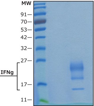 干扰素-&#947; 人 IFN-gamma, recombinant, expressed in HEK 293 cells, suitable for cell culture, endotoxin tested