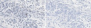 Anti-p-PTEN (Tyr240) Antibody, clone 3G6 ZooMAb® Rabbit Monoclonal recombinant, expressed in HEK 293 cells