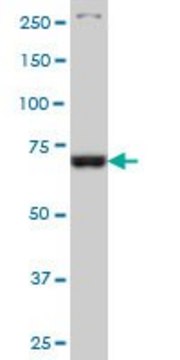 Monoclonal Anti-TBX3 antibody produced in mouse clone 3A10, ascites fluid