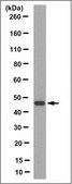 Anti-IDH1 Antibody, clone 12D6.1 clone 12D6.1, from mouse