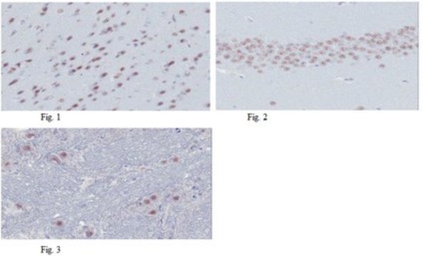 Anti-MyT1L Antibody, clone 20B4.1 clone 20B4.1, from mouse