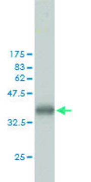 Monoclonal Anti-CKS1B antibody produced in mouse clone 3G8, purified immunoglobulin, buffered aqueous solution