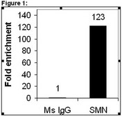 RIPAb+ SMN - RIP Validated Antibody and Primer Set from mouse