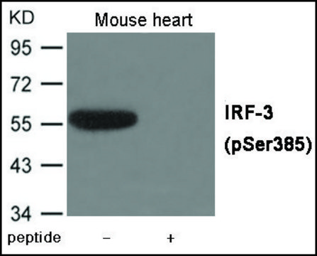 Anti-phospho-IRF-3 (pSer385) antibody produced in rabbit affinity isolated antibody