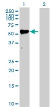 Anti-MMP12 antibody produced in rabbit purified immunoglobulin, buffered aqueous solution