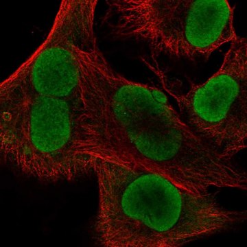 Anti-Ifi16 Antibody Produced In Rabbit Prestige Antibodies&#174; Powered by Atlas Antibodies, affinity isolated antibody, buffered aqueous glycerol solution