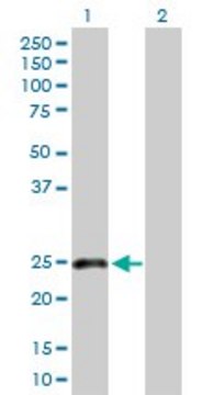 Anti-CLEC1B antibody produced in rabbit purified immunoglobulin, buffered aqueous solution