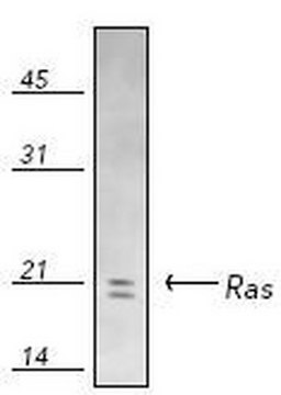 Anti-Ras (31-43) Rabbit pAb liquid, Calbiochem&#174;