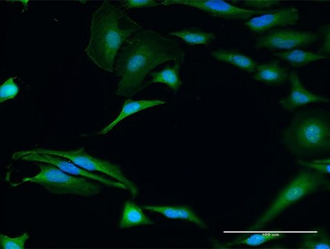 Anti-FXR2 antibody produced in rabbit purified immunoglobulin, buffered aqueous solution