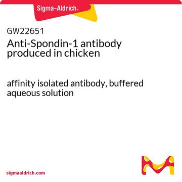 Anti-Spondin-1 antibody produced in chicken affinity isolated antibody, buffered aqueous solution