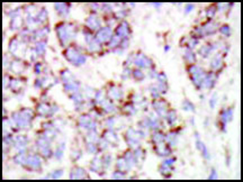 Anti-MINK1/2 (C-term) antibody produced in rabbit IgG fraction of antiserum, buffered aqueous solution