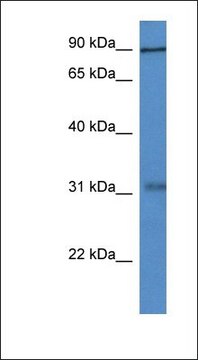 Anti-MID2 antibody produced in rabbit affinity isolated antibody