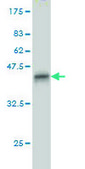 Monoclonal Anti-CDKL2, (C-terminal) antibody produced in mouse clone 6H8, purified immunoglobulin, buffered aqueous solution