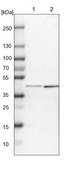 Anti-SP6 antibody produced in rabbit Prestige Antibodies® Powered by Atlas Antibodies, affinity isolated antibody, buffered aqueous glycerol solution