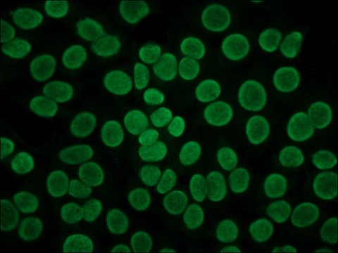 抗人 IgG（Fab 特异性）&#8722;FITC 山羊抗 affinity isolated antibody, buffered aqueous solution