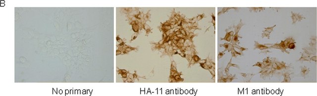 抗 毒蕈碱乙酰胆碱受体 (M 1 ) 兔抗 affinity isolated antibody, lyophilized powder