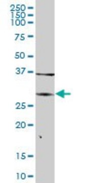 Anti-ARG1 antibody produced in mouse purified immunoglobulin, buffered aqueous solution