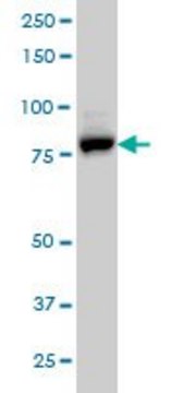 Monoclonal Anti-EPS8L2 antibody produced in mouse clone 6C2, purified immunoglobulin, buffered aqueous solution