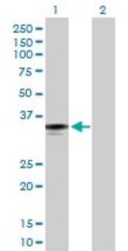 Anti-FCN2 antibody produced in rabbit purified immunoglobulin, buffered aqueous solution