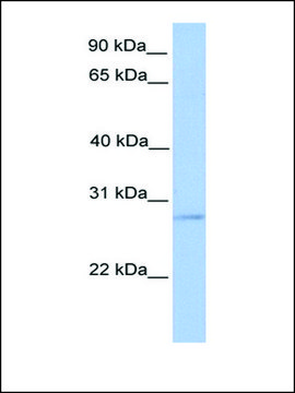 Anti-ORAI2 antibody produced in rabbit affinity isolated antibody