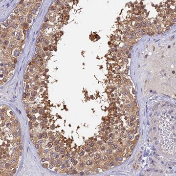 Anti-IPO5 antibody produced in rabbit Prestige Antibodies&#174; Powered by Atlas Antibodies, affinity isolated antibody, buffered aqueous glycerol solution