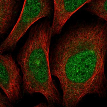 Anti-SCN4A antibody produced in rabbit Prestige Antibodies&#174; Powered by Atlas Antibodies, affinity isolated antibody, buffered aqueous glycerol solution