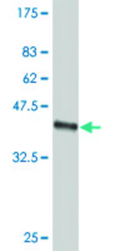 ANTI-SMO antibody produced in mouse clone 2D10, purified immunoglobulin, buffered aqueous solution