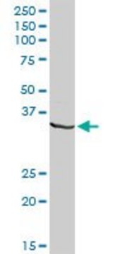 Anti-DNALI1 antibody produced in rabbit purified immunoglobulin, buffered aqueous solution