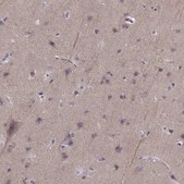 Anti-CNTN1 antibody produced in rabbit Prestige Antibodies® Powered by Atlas Antibodies, affinity isolated antibody