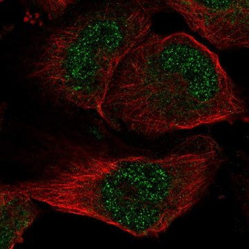 Anti-SLC33A1 antibody produced in rabbit Prestige Antibodies&#174; Powered by Atlas Antibodies, affinity isolated antibody