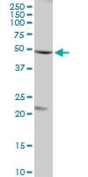 Anti-FLOT1 antibody produced in rabbit purified immunoglobulin, buffered aqueous solution