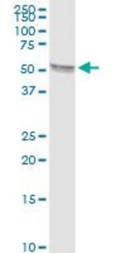 Anti-TBX5 antibody produced in rabbit purified immunoglobulin, buffered aqueous solution