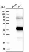 Anti-MLC1 antibody produced in rabbit Prestige Antibodies® Powered by Atlas Antibodies, affinity isolated antibody, buffered aqueous glycerol solution