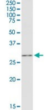 Anti-GSTO1 antibody produced in rabbit purified immunoglobulin, buffered aqueous solution